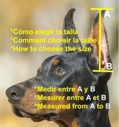 Prothèses pour chiens avec oreilles coupées
